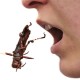Non li mangio: gli insetti