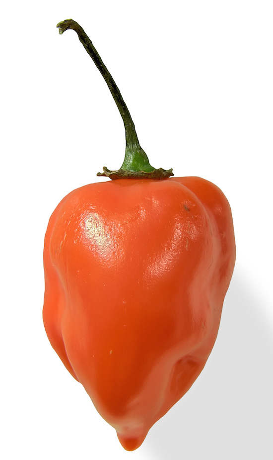 "Habanero closeup edit2" by The original uploader was Fir0002 at English Wikipedia - Transferred from en.wikipedia to Commons by Sreejithk2000 using CommonsHelper.. Licensed under CC BY 2.5 via Commons - https://commons.wikimedia.org/wiki/File:Habanero_closeup_edit2.jpg#/media/File:Habanero_closeup_edit2.jpg