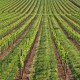 Il Vino Naturale questo sconosciuto: arriva il Disciplinare di Produzione del vino VinNatur