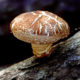 Le virtù dei funghi Shiitake